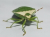 Nezara viridula