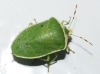 Nezara viridula