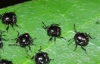 Nezara viridula