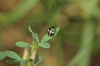 Nezara viridula