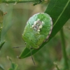 Nezara viridula