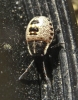 Ninfa de Pentatomidae