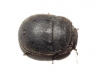 Odontoscelis cf. fuliginosa Odontoscelis cf. fuliginosa