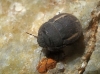 Odontoscelis cf. fuliginosa