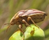 Odontotarsus purpureolineatus
