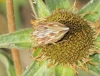 Odontotarsus robustus Odontotarsus robustus