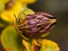 Odontotarsus purpureolineatus Odontotarsus purpureolineatus