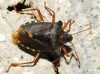 Pentatoma rufipes