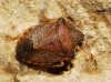 Peribalus strictus