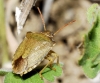 Peribalus strictus Peribalus strictus