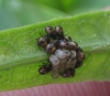 Puesta de Pentatomidae