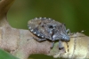 Rhaphigaster nebulosa Rhaphigaster nebulosa