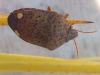 Solenosthedium bilunatum