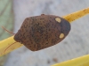Solenosthedium bilunatum Solenosthedium bilunatum