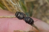 Trochiscocoris hemipterus