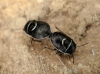 Trochiscocoris hemipterus