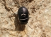 Trochiscocoris hemipterus