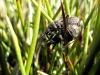 Coranus subapterus