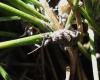 Coranus subapterus