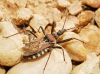 Rhynocoris erythropus Rhynocoris erythropus