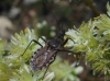 Rhynocoris erythropus Rhynocoris erythropus