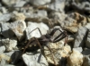 Rhynocoris erythropus Rhynocoris erythropus