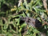 Rhynocoris erythropus Rhynocoris erythropus