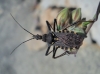 Rhynocoris erythropus Rhynocoris erythropus