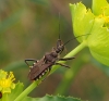Rhynocoris erythropus