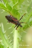 Rhynocoris cuspidatus Rhynocoris cuspidatus