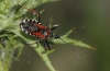 Rhynocoris cuspidatus Rhynocoris cuspidatus