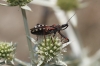 Rhynocoris cuspidatus Rhynocoris cuspidatus