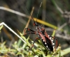 Rhynocoris cuspidatus Rhynocoris cuspidatus