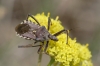 Rhynocoris erythropus Rhynocoris erythropus