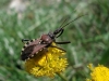 Rhynocoris erythropus Rhynocoris erythropus
