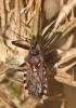 Rhynocoris erythropus Rhynocoris erythropus