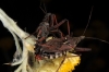 Rhynocoris erythropus Rhynocoris erythropus