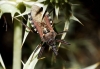 Rhynocoris erythropus Rhynocoris erythropus