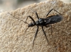 Sphedanolestes lividigaster