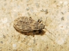 Acalypta irregularis
