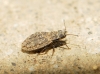 Acalypta irregularis