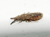 Aradus cinnamomeus