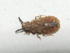 Aradus cinnamomeus