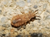 Aradus cinnamomeus