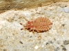Aradus cinnamomeus