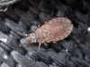 Aradus cinnamomeus