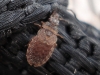 Aradus cinnamomeus