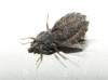 Aradus flavicornis