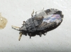 Aradus flavicornis