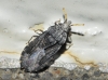 Aradus flavicornis